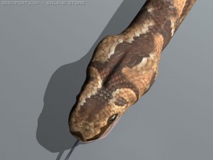 boar constrictor 3D Model
