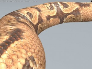 boar constrictor 3D Model