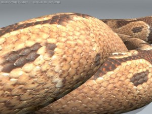 boar constrictor 3D Model