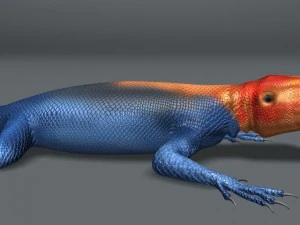 rainbow lizard 3D Model