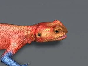 rainbow lizard 3D Model