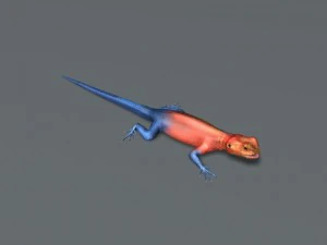 rainbow lizard 3D Model
