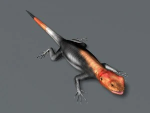 rainbow lizard 3D Model
