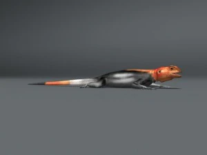 rainbow lizard 3D Model
