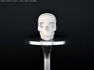 scull Modello 3D