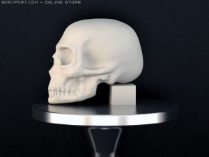 scull Modello 3D