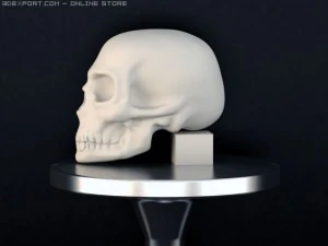 scull 3D Model