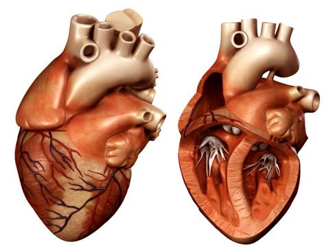 heart 3D Model .c4d .max .obj .3ds .fbx .stl .blend 