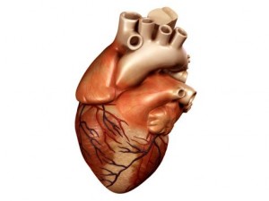 heart 3D Model
