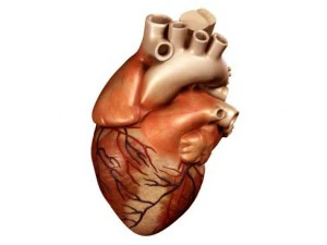 cuore Modello 3D