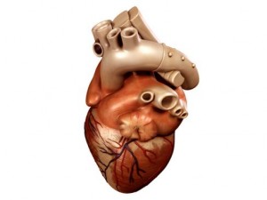 heart 3D Model
