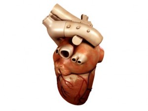 heart 3D Model