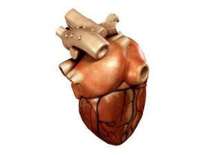 cuore Modello 3D