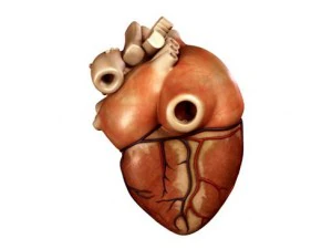 cuore Modello 3D
