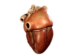 heart 3D Model