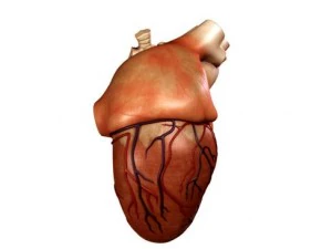 cuore Modello 3D