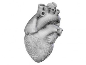 heart 3D Model