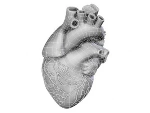 cuore Modello 3D