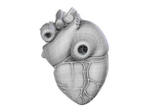 cuore Modello 3D