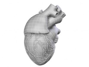 heart 3D Model