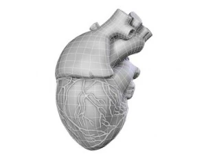 cuore Modello 3D