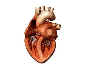 cuore Modello 3D