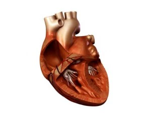 cuore Modello 3D