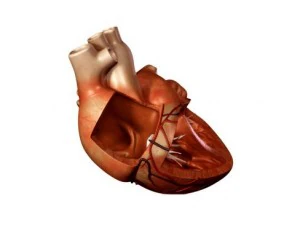 cuore Modello 3D