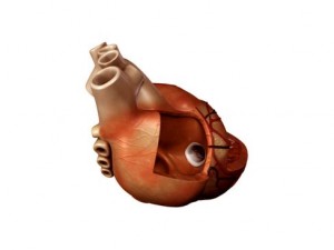 heart 3D Model