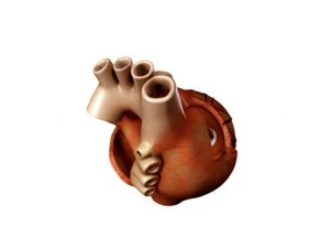 cuore Modello 3D