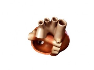 heart 3D Model