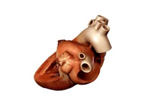 cuore Modello 3D
