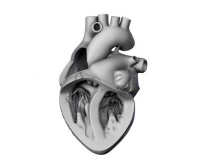 heart 3D Model