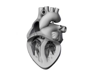 cuore Modello 3D