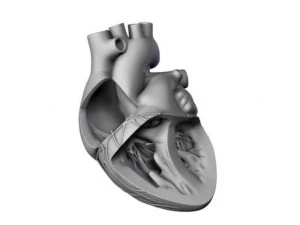 cuore Modello 3D