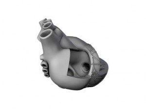 heart 3D Model