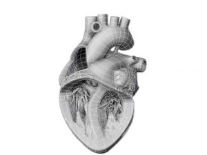 heart 3D Model