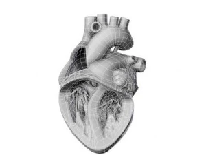 cuore Modello 3D