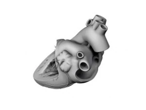 cuore Modello 3D