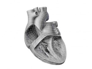 heart 3D Model