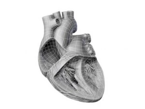 cuore Modello 3D
