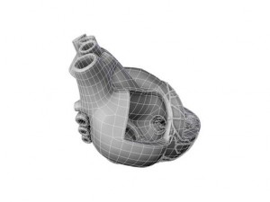 heart 3D Model