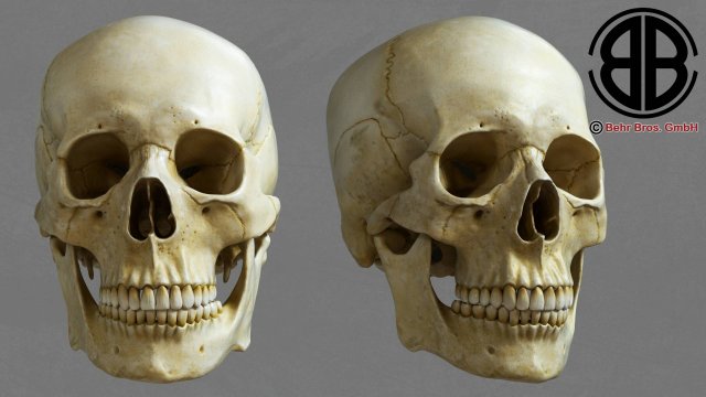 skull 3D Model .c4d .max .obj .3ds .fbx .stl .blend 