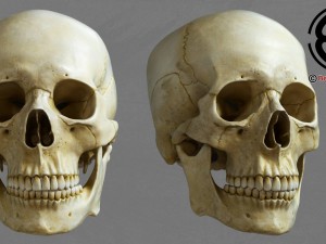 skull 3D Model
