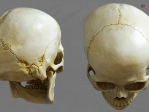skull 3D Model