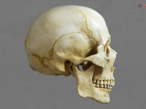 skull 3D Model
