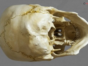skull 3D Model