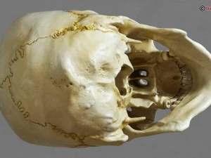 skull 3D Model