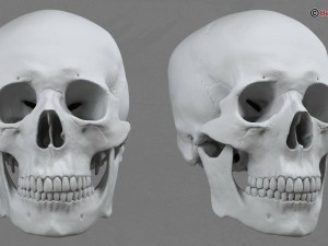 skull 3D Model