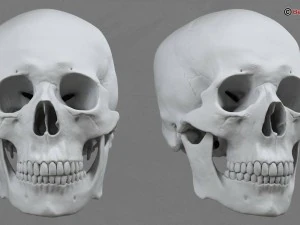 skull 3D Model